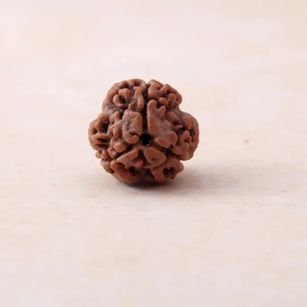 Siddh_3_Mukhi_Rudraksha_Sacred_Energized_Bead_For_Spiritual_Growth_North_India_Default_Title