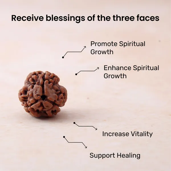 Siddh_3_Mukhi_Rudraksha_Sacred_Energized_Bead_For_Spiritual_Growth_North_India_Default_Title