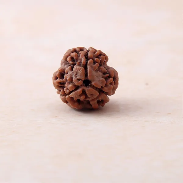 Siddh_3_Mukhi_Rudraksha_Sacred_Energized_Bead_For_Spiritual_Growth_North_India_Default_Title