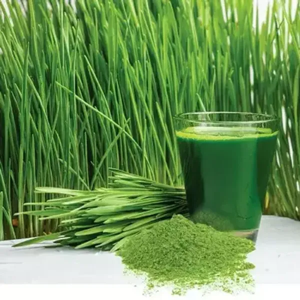 Wheat_Grass_Power_200_Gms
