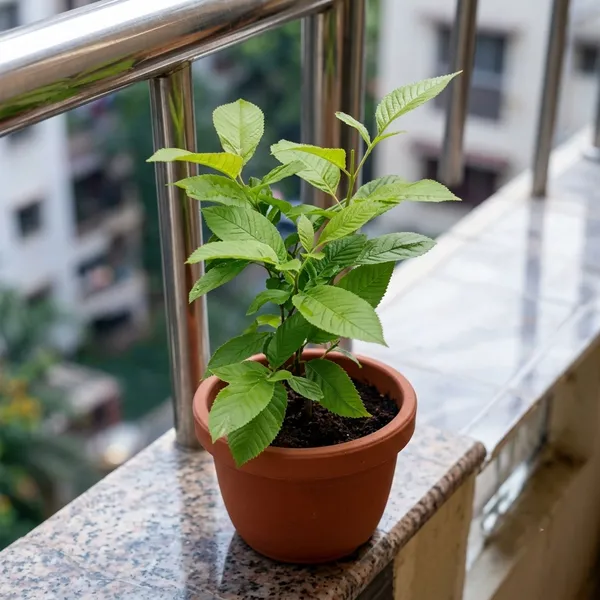 Cherry_Plant_Sapling