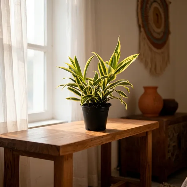 Dracaena_Fragrans_Massangeana_Live_Plant