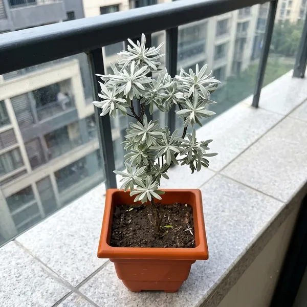 Bay_Lavender_Plant