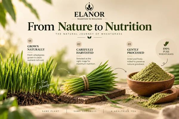 Elanor_Wheatgrass_Powder