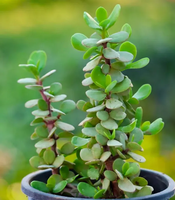Live_Jade_Succulent_Lucky_Plant_With_Nursery_Pot