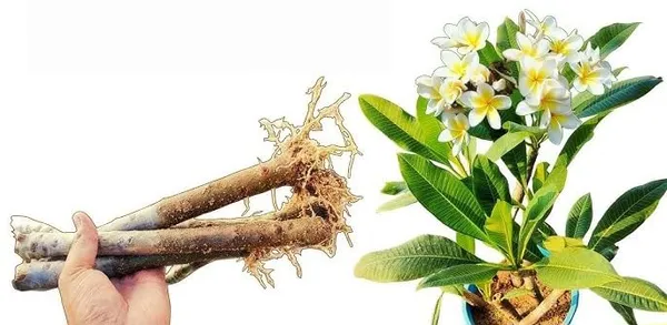 Live_Champa_Fragrant_Flower_Plant_Cuttings_With_Grow_Bag