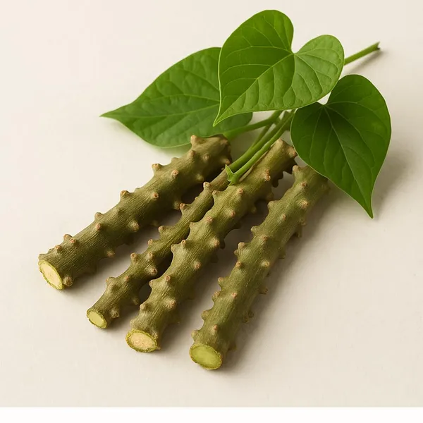 Live_Giloy_Medicinal_Vine_Stem_Cutting_(Pack_Of_3)