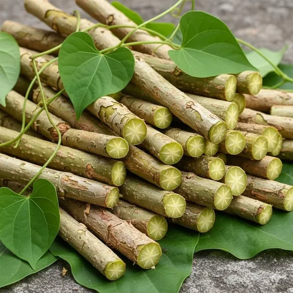 Live_Giloy_Medicinal_Vine_Stem_Cutting_(Pack_Of_3)