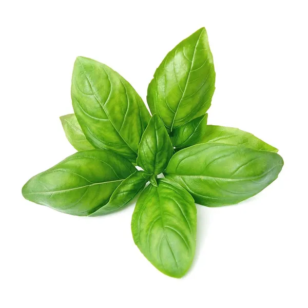 Live_Sweet_Basil_Aromatic_Herb_Plant