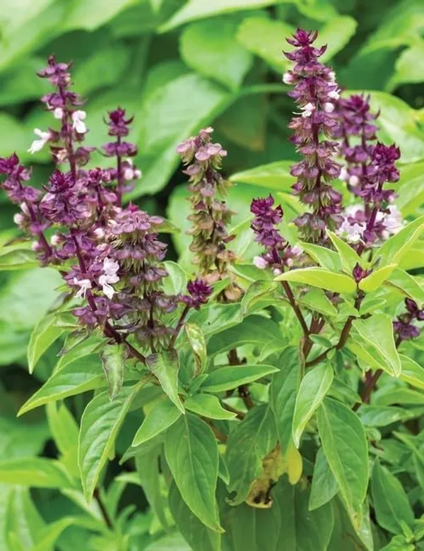 Live_Sweet_Basil_Aromatic_Herb_Plant