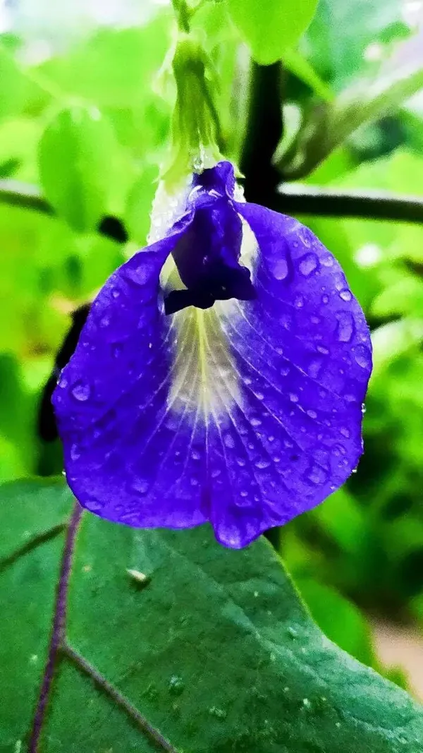 Live_Aparajita_Blue_Clitoria_Ternatea_Flowering_Vine_Plant_With_Pot