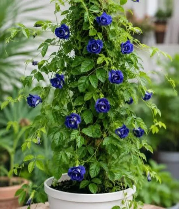 Live_Aparajita_Blue_Clitoria_Ternatea_Flowering_Vine_Plant_With_Pot