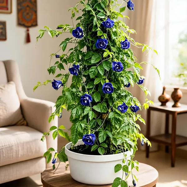 Live_Aparajita_Blue_Clitoria_Ternatea_Flowering_Vine_Plant_With_Pot