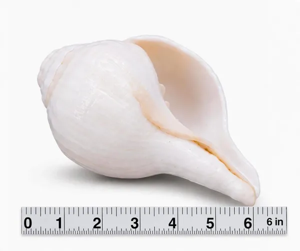 White_Shankh_-_Original__Conch_Shell__6_inchs__vishnu_shankh_for_puj,worship,home_and_office_temple