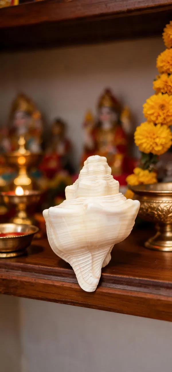 White_Natural_Conch_Shell_padma_Shankha_for_Pooja
