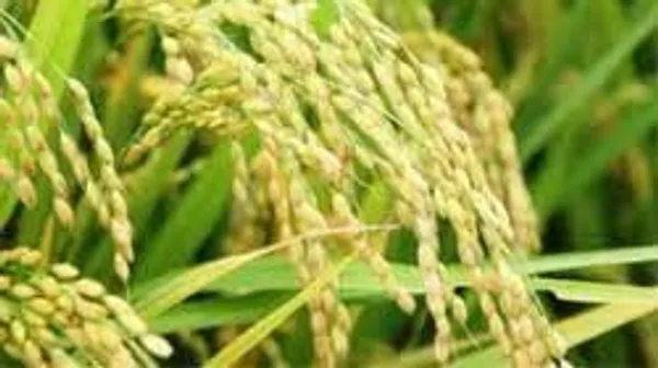 Gandhashala_Rice