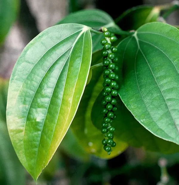 Black_Pepper_Powder