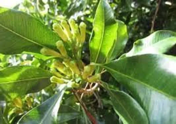 Whole_Cloves