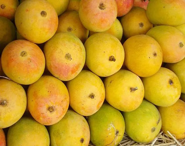 Mango_Pulp