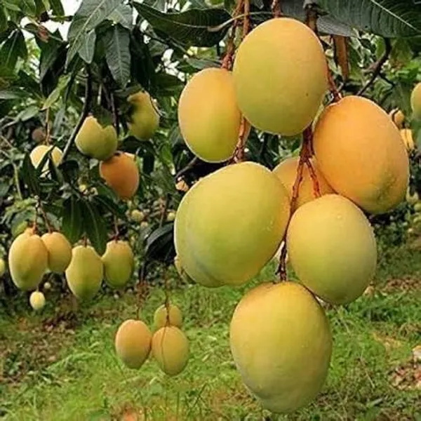 Mango_Pulp