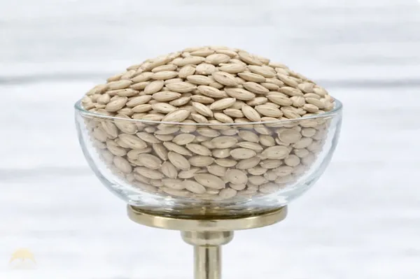 Sunflower_Seed