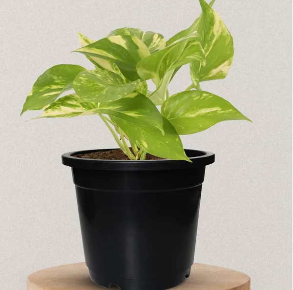 5_5_Inch_14_Cm_Nursery_Planter_Uv_Resistant_Lightweight_Black_Pots_Set_Of_20_Default_Title