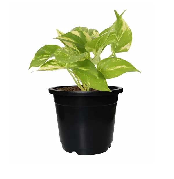 6_Inch_15_Cm_Nursery_Planter_Uv_Resistant_Lightweight_Black_Pots_Set_Of_20_Default_Title