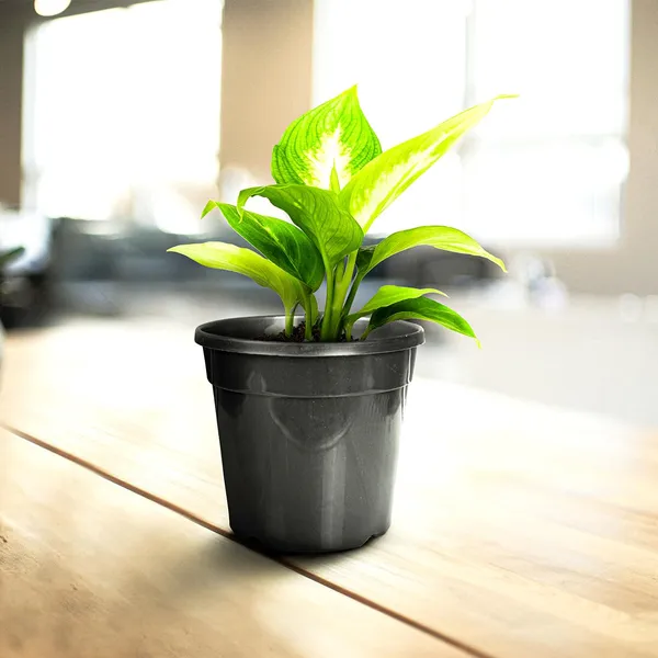 6_Inch_15_Cm_Nursery_Planter_Uv_Resistant_Lightweight_Black_Pots_Set_Of_20_Default_Title