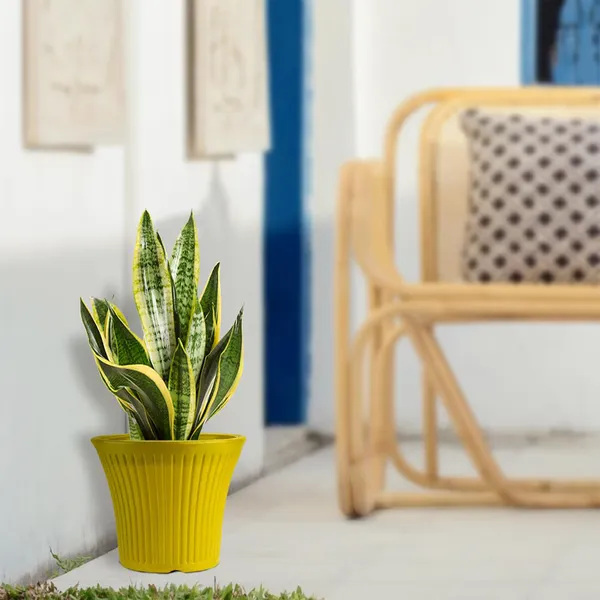 10_Inch_25_Cm_Sunrise_Round_Flower_Pots_Set_Of_4_Yellow