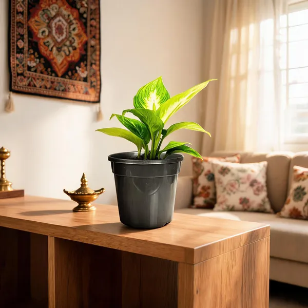 5.5_Inch_14_Cm_Nursery_Planter_Uv_Resistant_Lightweight_Black_Pots_Set_Of_20_Default_Title