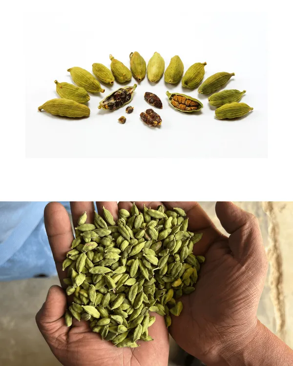 Garden_Nutri_Green_Cardamom_Pods_Single_Origin