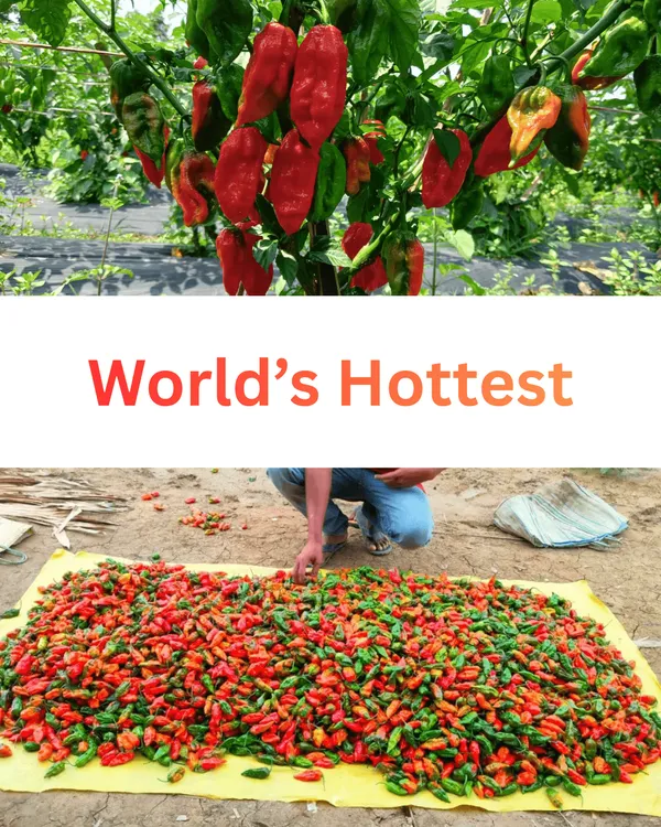Garden_Nutri_Dehydrated_Ghost_Pepper_Bhut_Jolokia