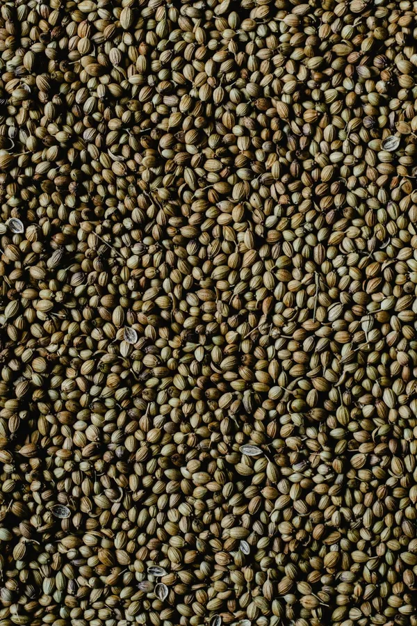 Garden_Nutri_Coriander_Seeds_Whole_Bold_Variety_-_Pack_of_3