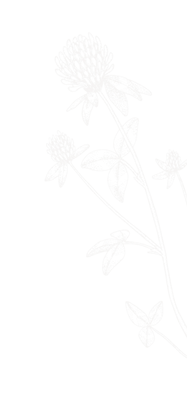 Vaidhya_Amitram_Safed_Musli_Ayurvedic_Herbal_Powder