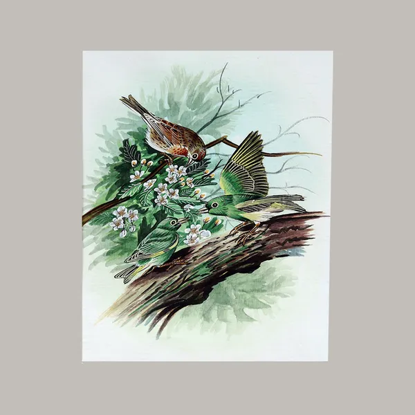 Handmade_Bird_Painting_Three_Birds_White_Border_White_Background