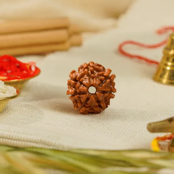 Siddh_7_Mukhi_Rudraksha_Bead