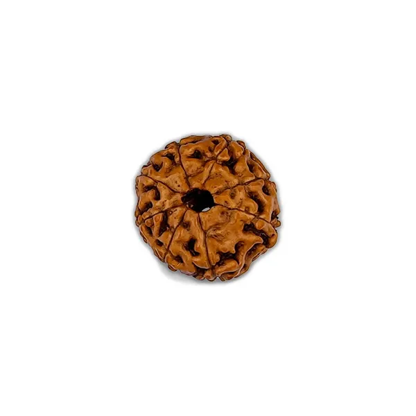 Brown_Natural_Rudraksha_Bead
