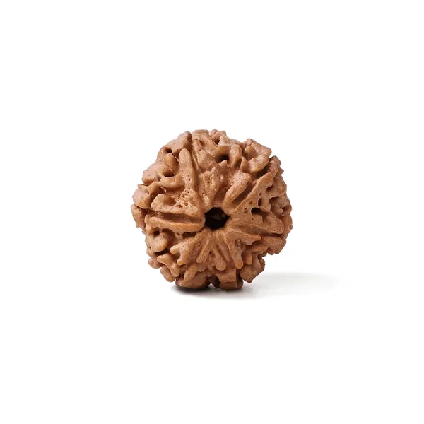 Brown_Rudraksha_Prayer_Bead