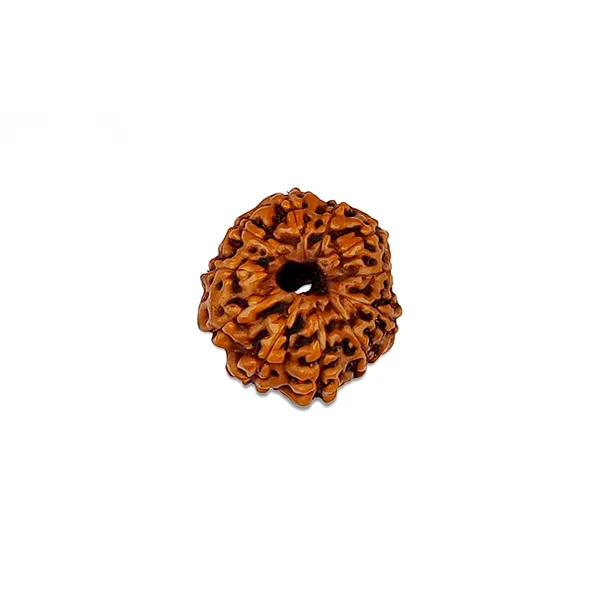 Brown_Natural_Rudraksha_Bead