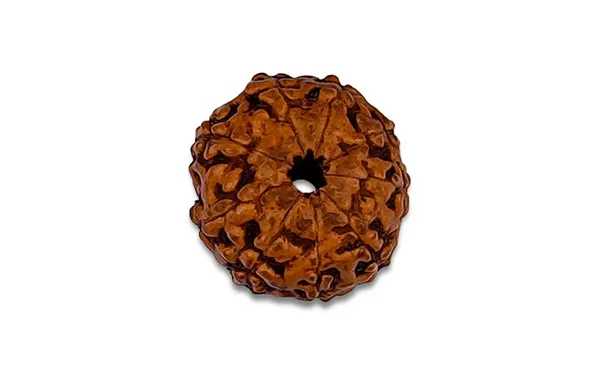 Brown_9_Mukhi_Rudraksha_Bead