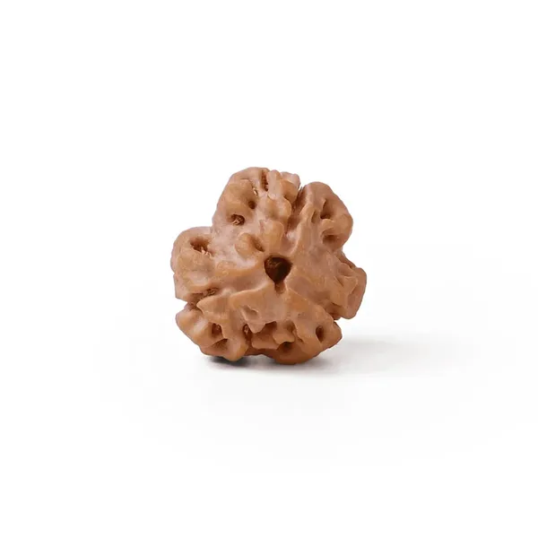 Brown_Rudraksha_Bead_With_Red_Thread