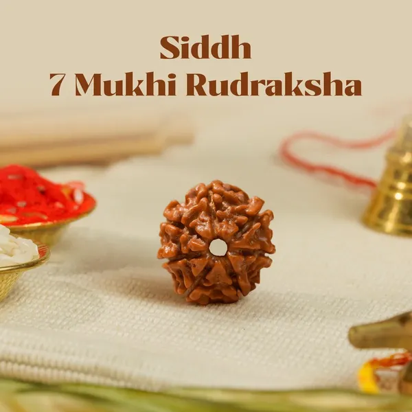 Siddh_7_Mukhi_Rudraksha_Bead