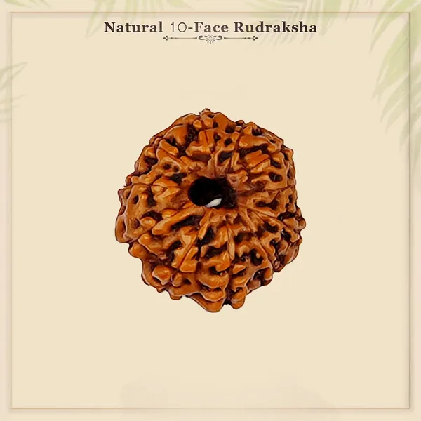 Brown_9_Mukhi_Rudraksha_Bead