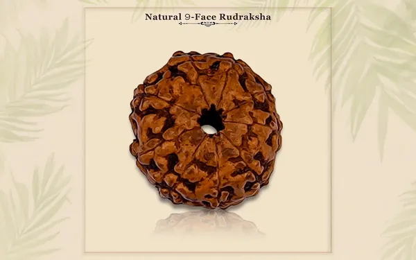 Brown_9_Mukhi_Rudraksha_Bead