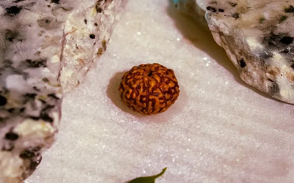 Brown_Natural_Rudraksha_Bead