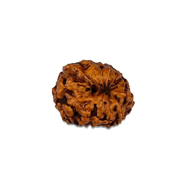 Brown_Rudraksha_Bead