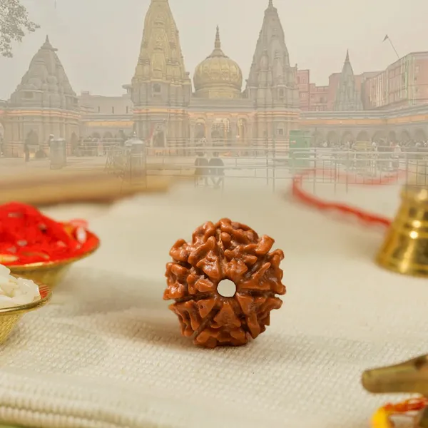 Siddh_7_Mukhi_Rudraksha_Bead