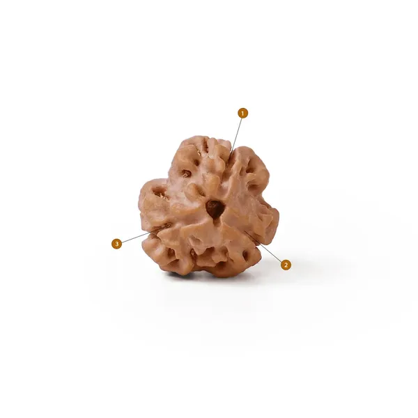 Brown_Rudraksha_Bead_With_Red_Thread