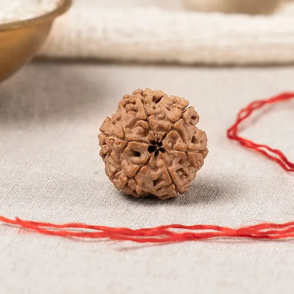 Brown_Rudraksha_Prayer_Bead
