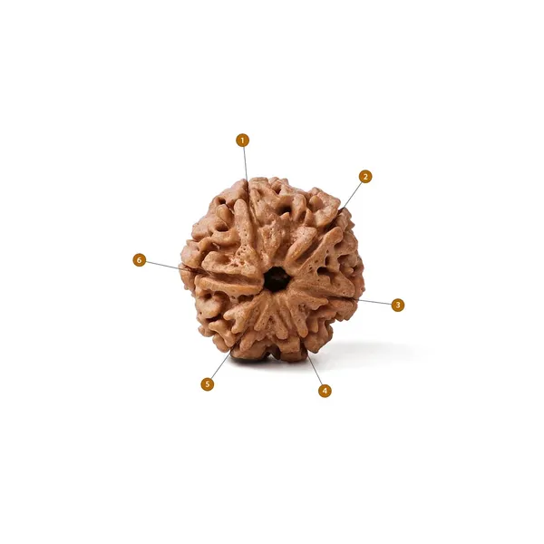 Brown_Rudraksha_Prayer_Bead